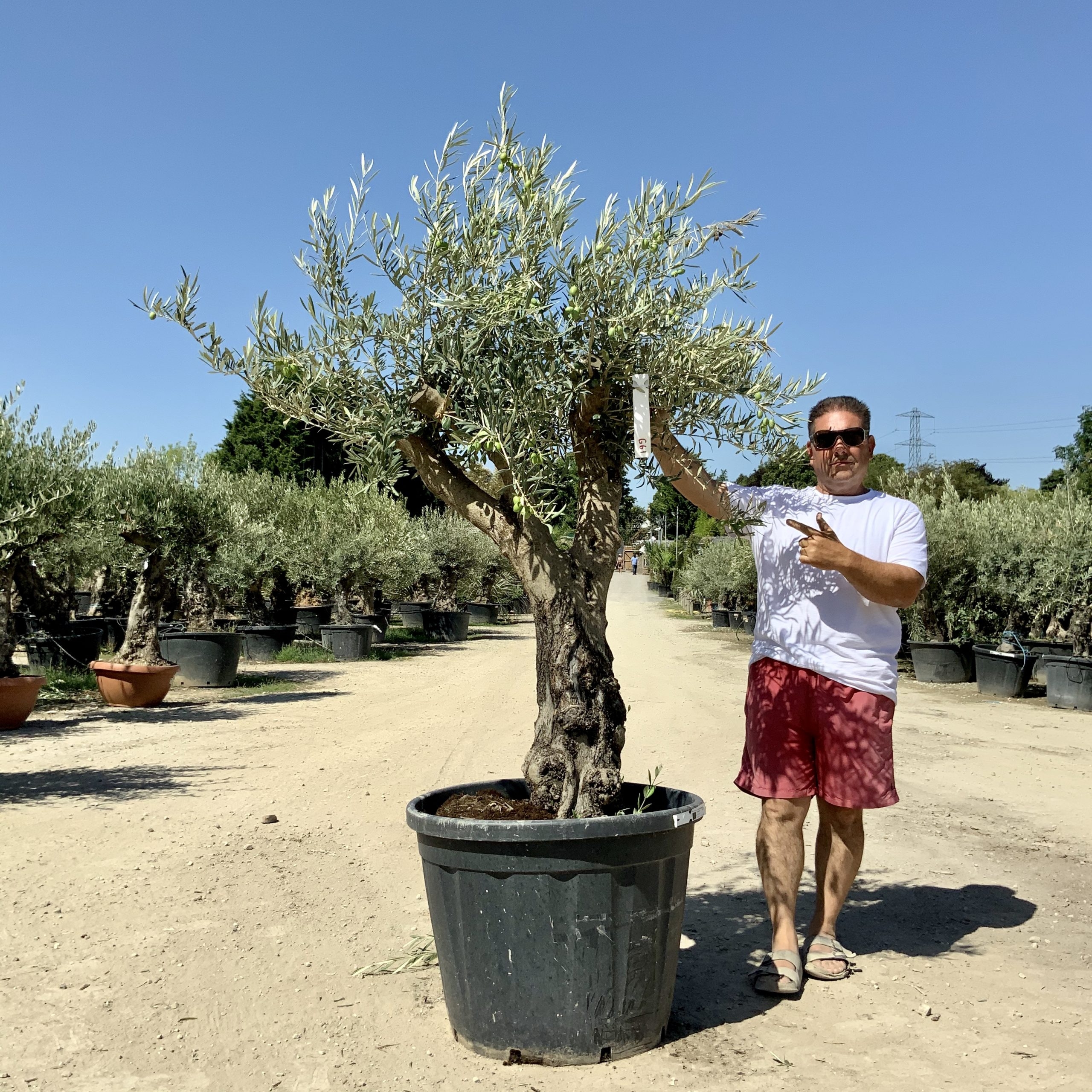 G61- Multi Stem Gnarled Ancient Olive Tree