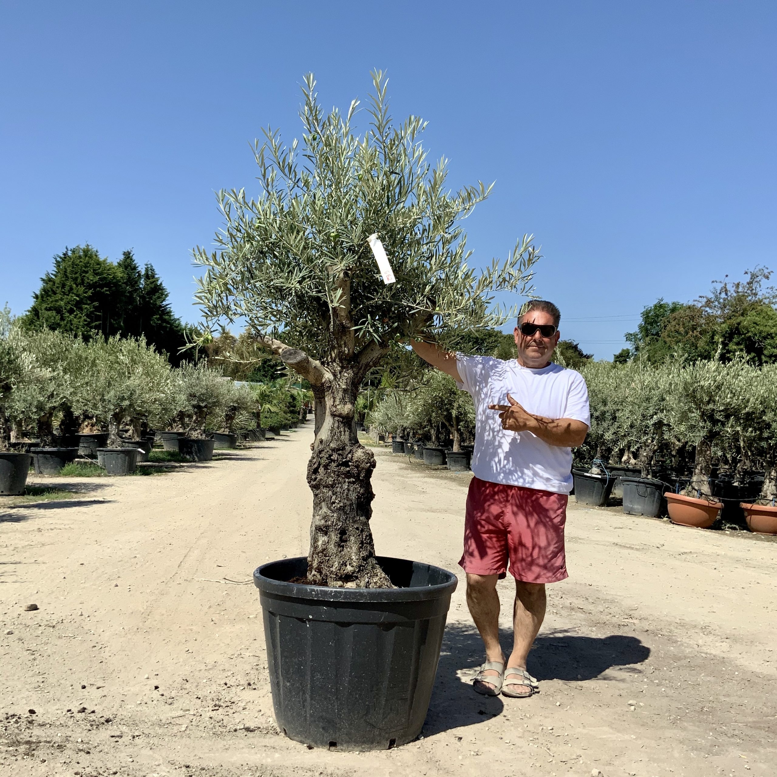 G62- Multi Stem Gnarled Ancient Olive Tree
