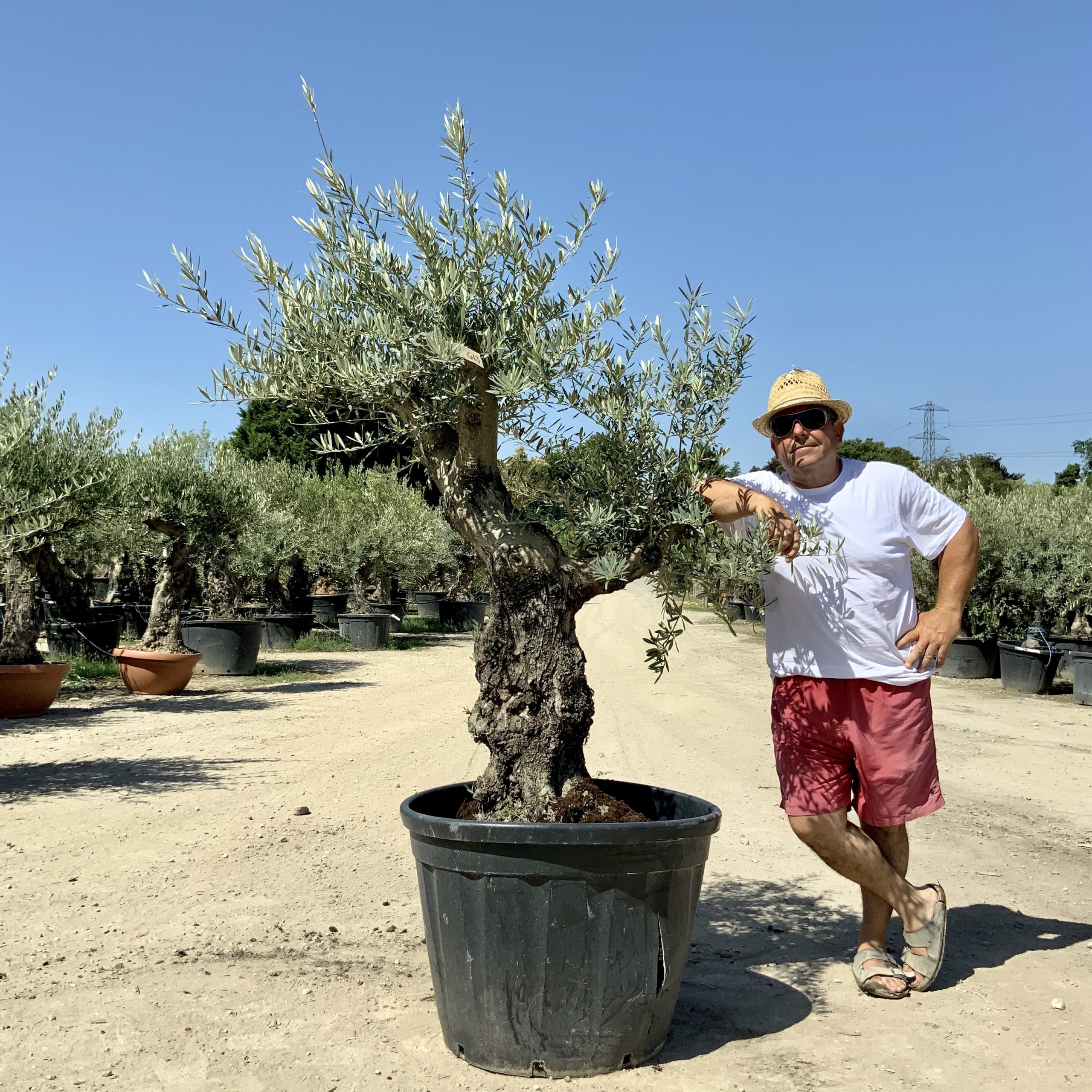 G63- Multi Stem Gnarled Ancient Olive Tree