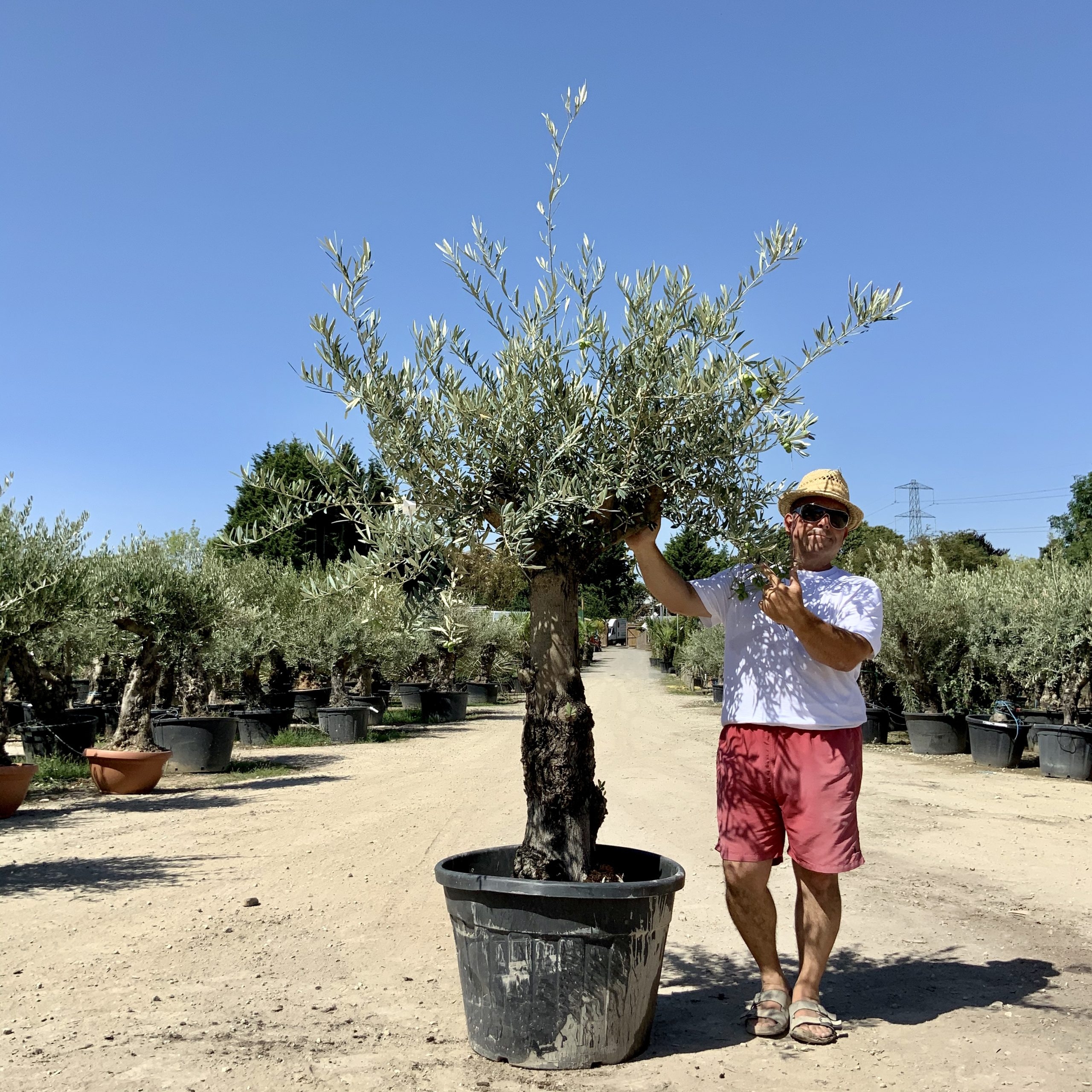 G65- Multi Stem Gnarled Ancient Olive Tree