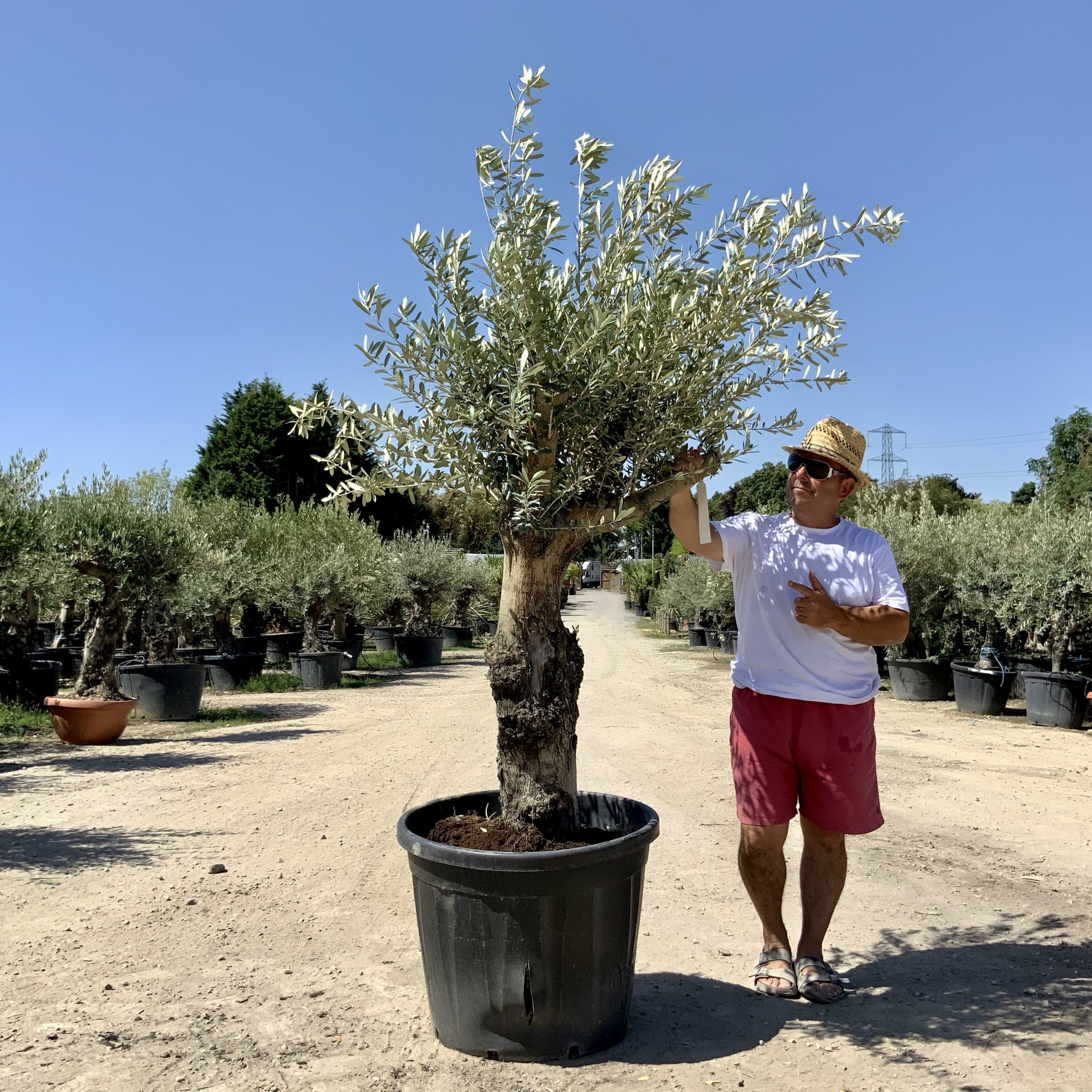 G68- Multi Stem Gnarled Ancient Olive Tree