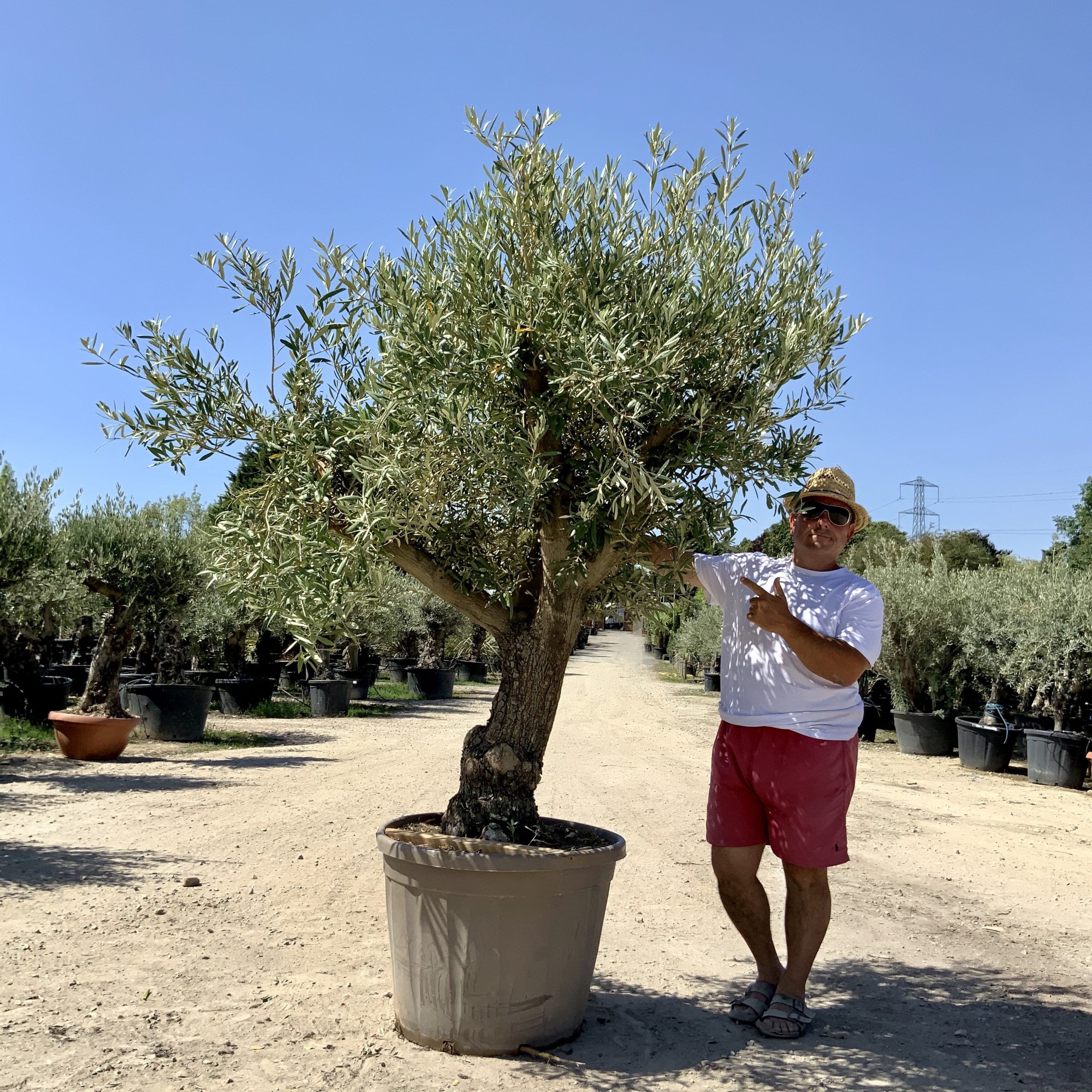 G72- Multi Stem Gnarled Ancient Olive Tree