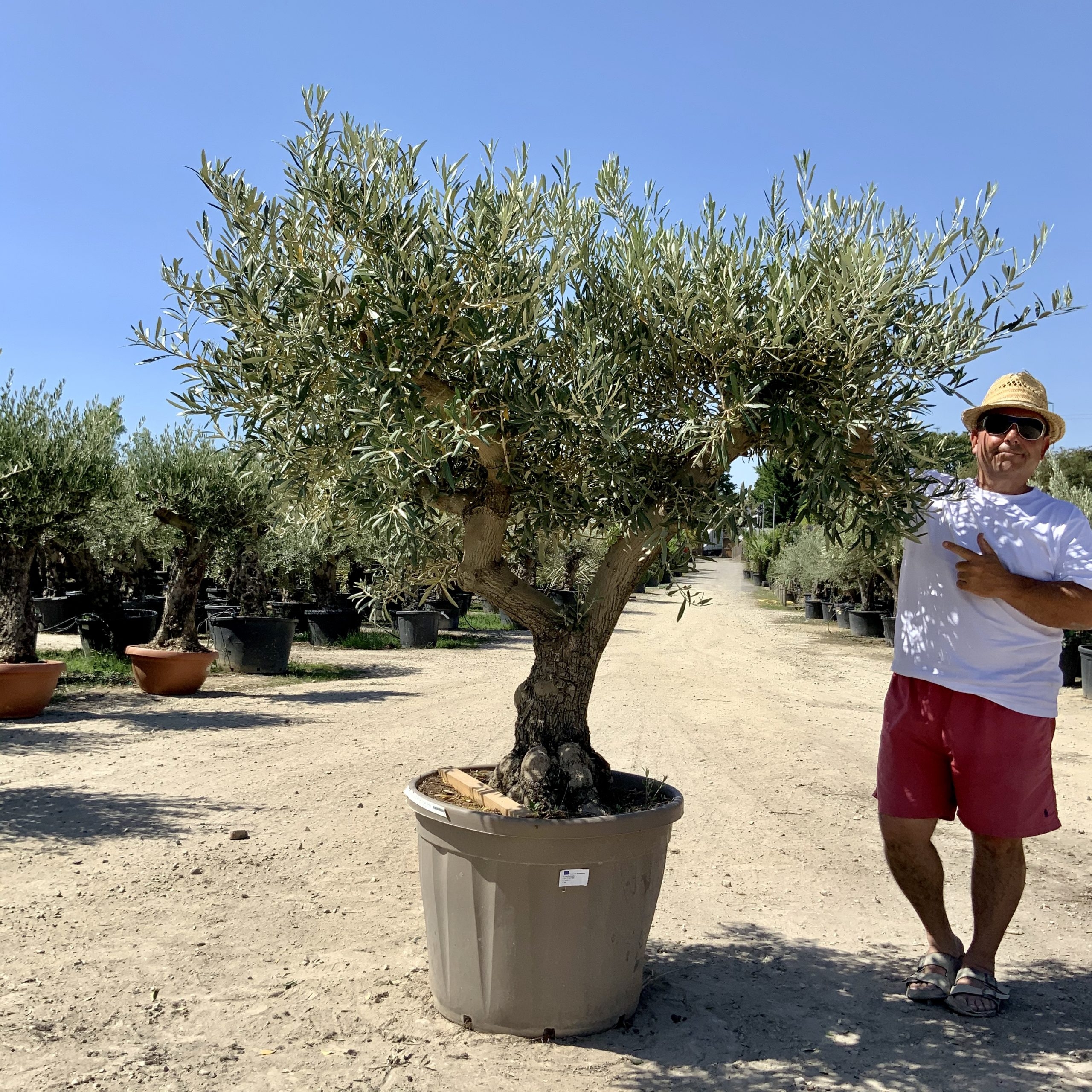 G71- Multi Stem Gnarled Ancient Olive Tree