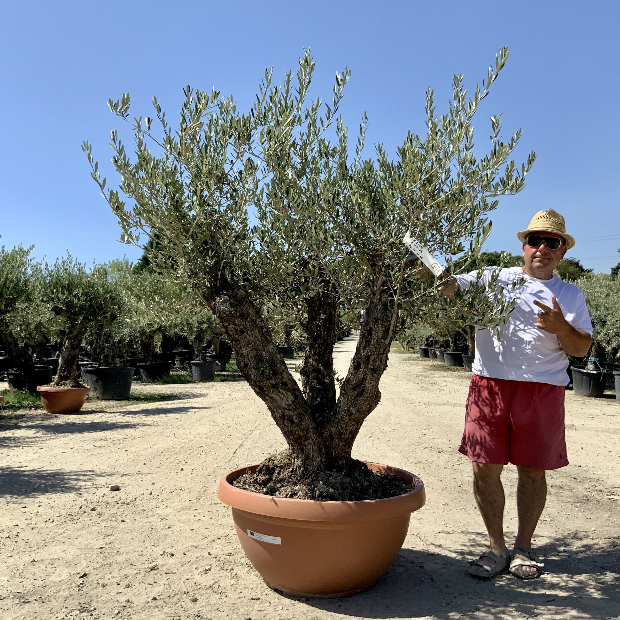 G74- Multi Stem Gnarled Ancient Olive Tree