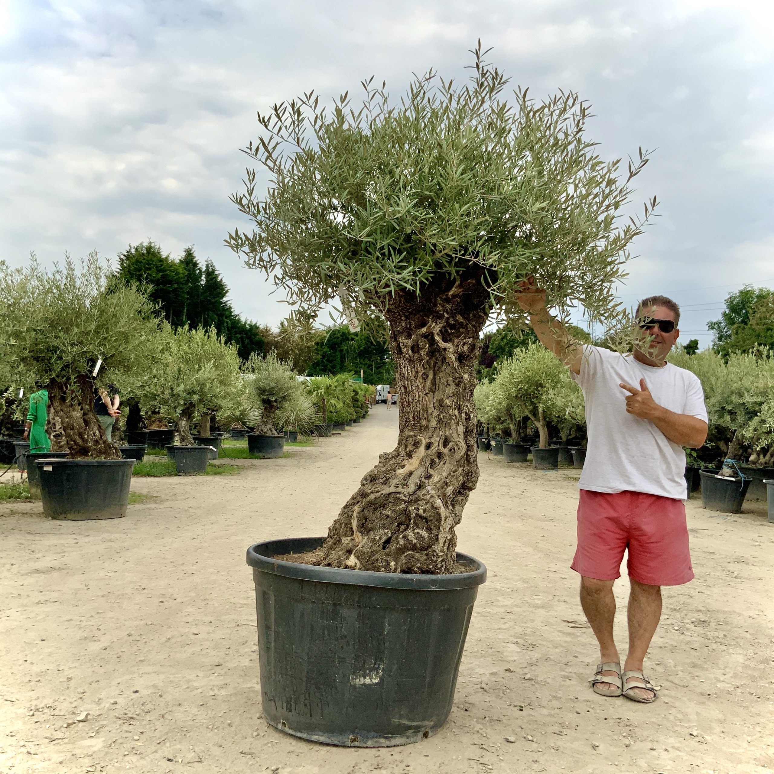 G80- Gnarled Ancient Olive Tree