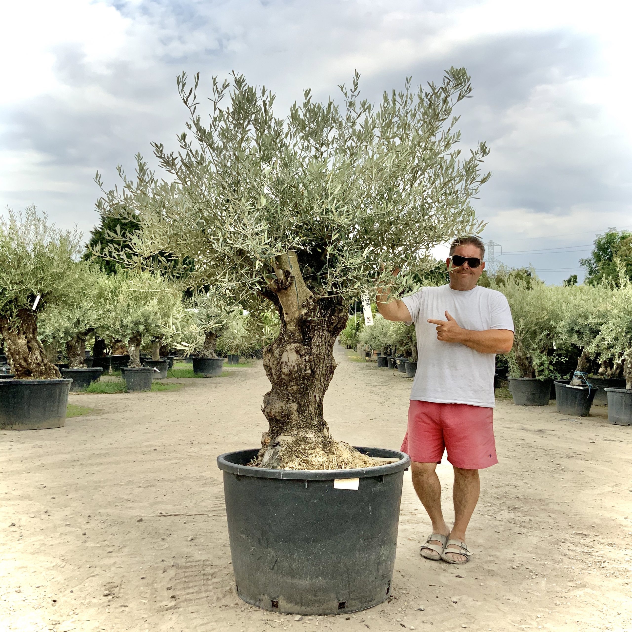 G81- Gnarled Ancient Olive Tree