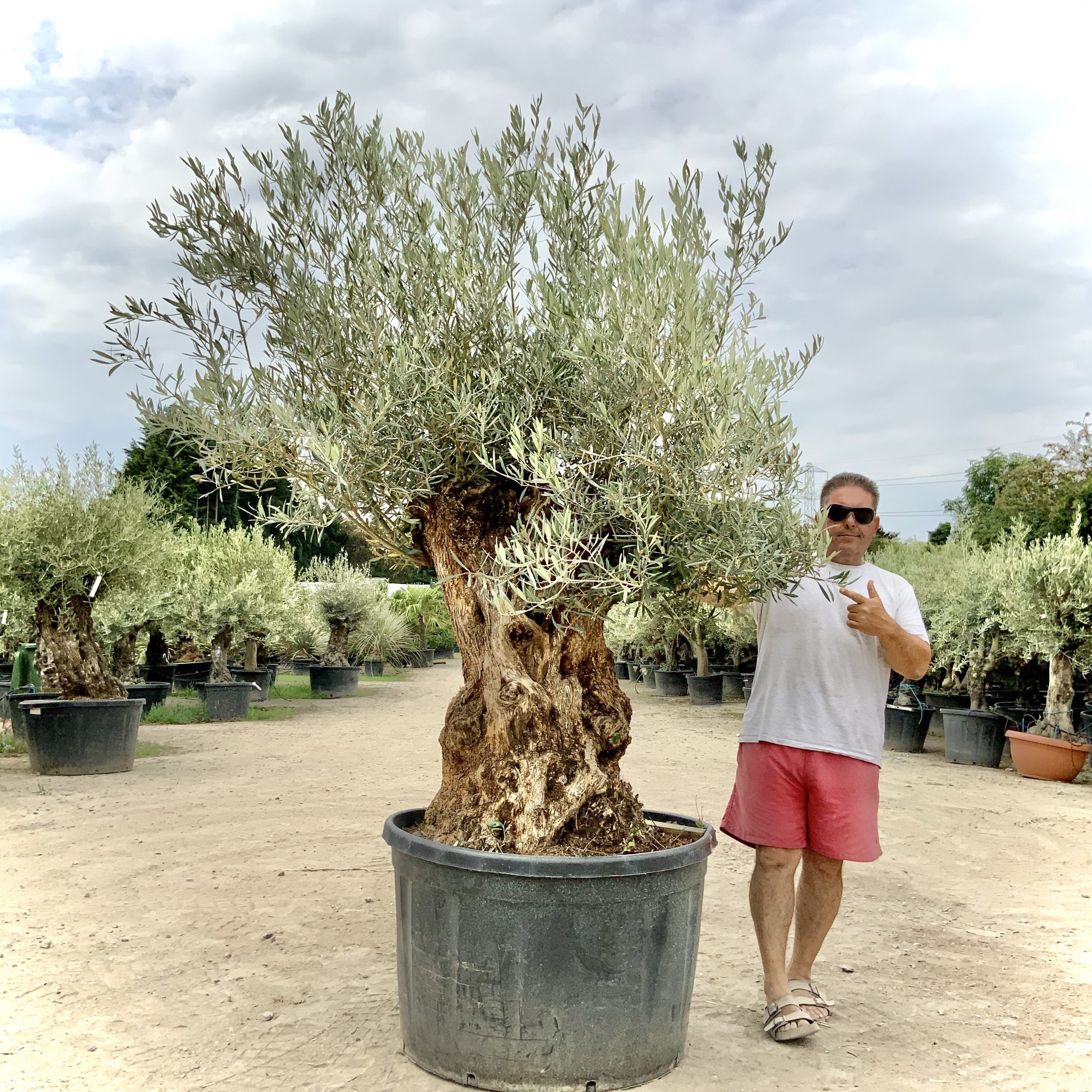 G86- Gnarled Ancient Olive Tree