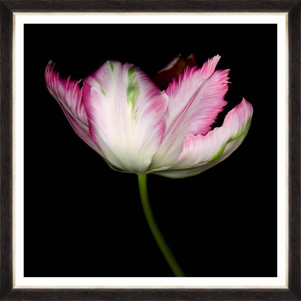 MINDTHEGAP – Beautiful Tulip III Framed Print – SMALL – 76cm x 76cm – Black / White / Pink – HDF / Glass / Paper – 76cm x 76cm x 3cm