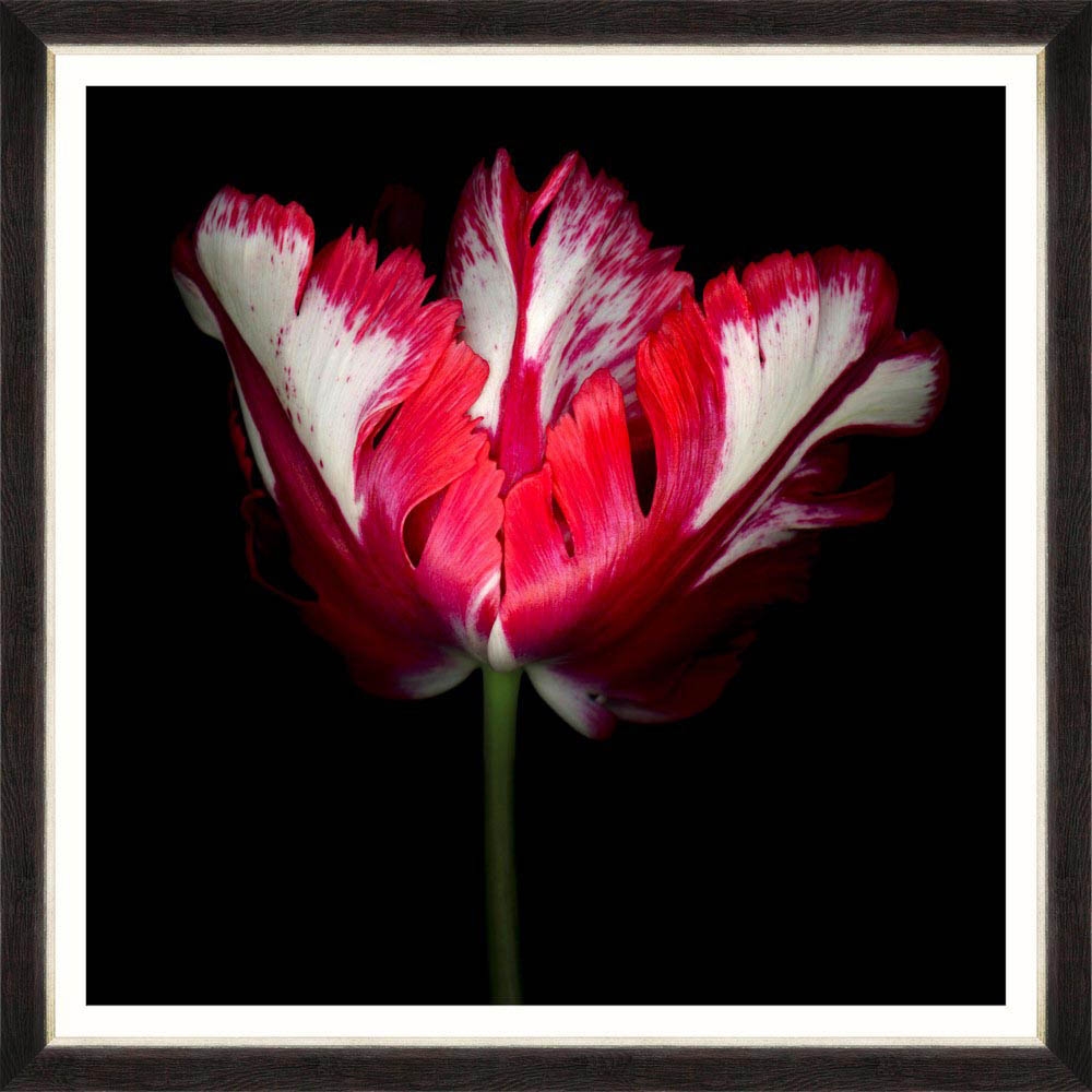 MINDTHEGAP – Beautiful Tulip II Framed Print – LARGE – 96cm x 96cm – Black / Red – HDF / Glass / Paper – 96cm x 96cm x 3cm