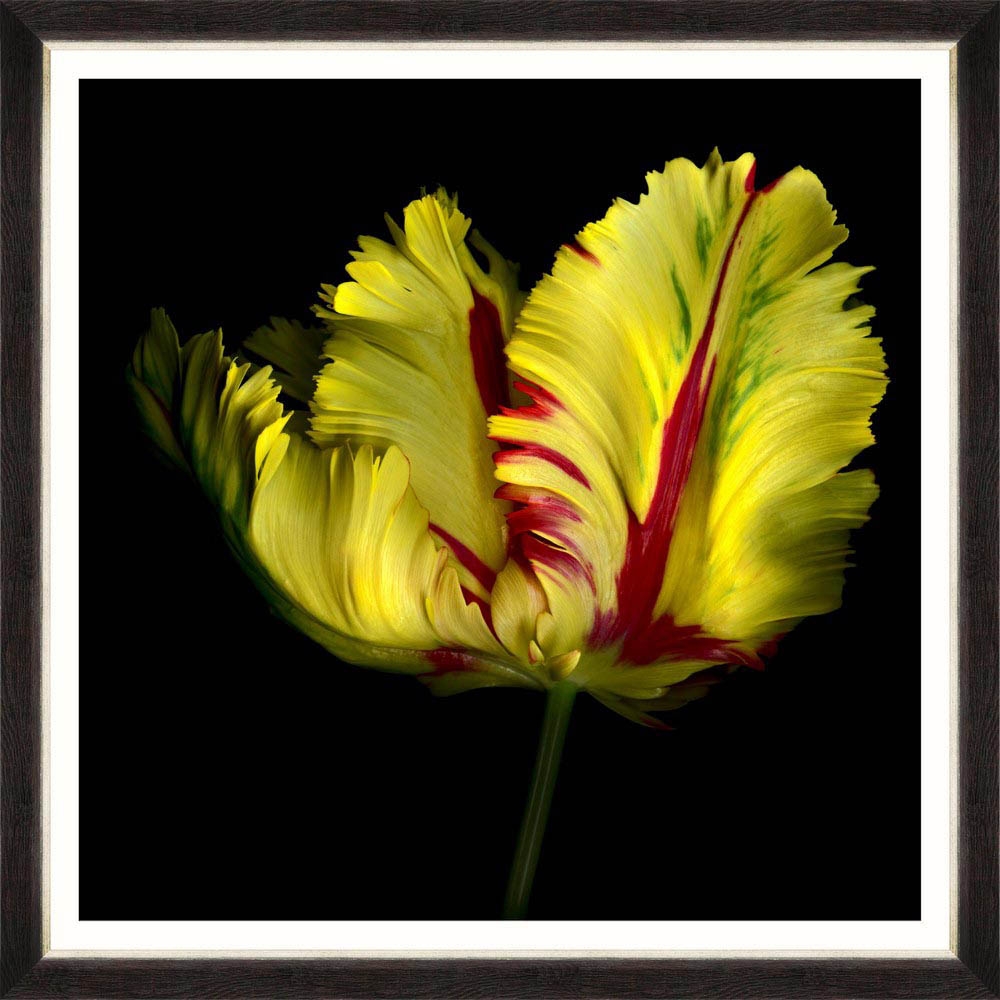 MINDTHEGAP – Beautiful Tulip I Framed Print – LARGE – 96cm x 96cm – Black / Yellow – HDF / Glass / Paper – 96cm x 96cm x 3cm