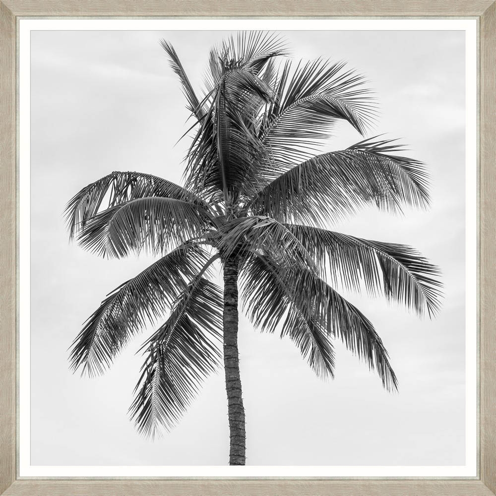 MINDTHEGAP – Palm Splendour II Framed Print – LARGE – 96cm x 96cm – Black / White – HDF / Glass / Paper – 96cm x 96cm x 3cm