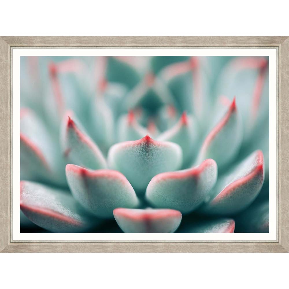 MINDTHEGAP – Succulent Closeup Framed Print – SMALL – 66cm x 86cm – Blue / Pink – HDF / Glass / Paper – 66cm x 86cm x 2cm