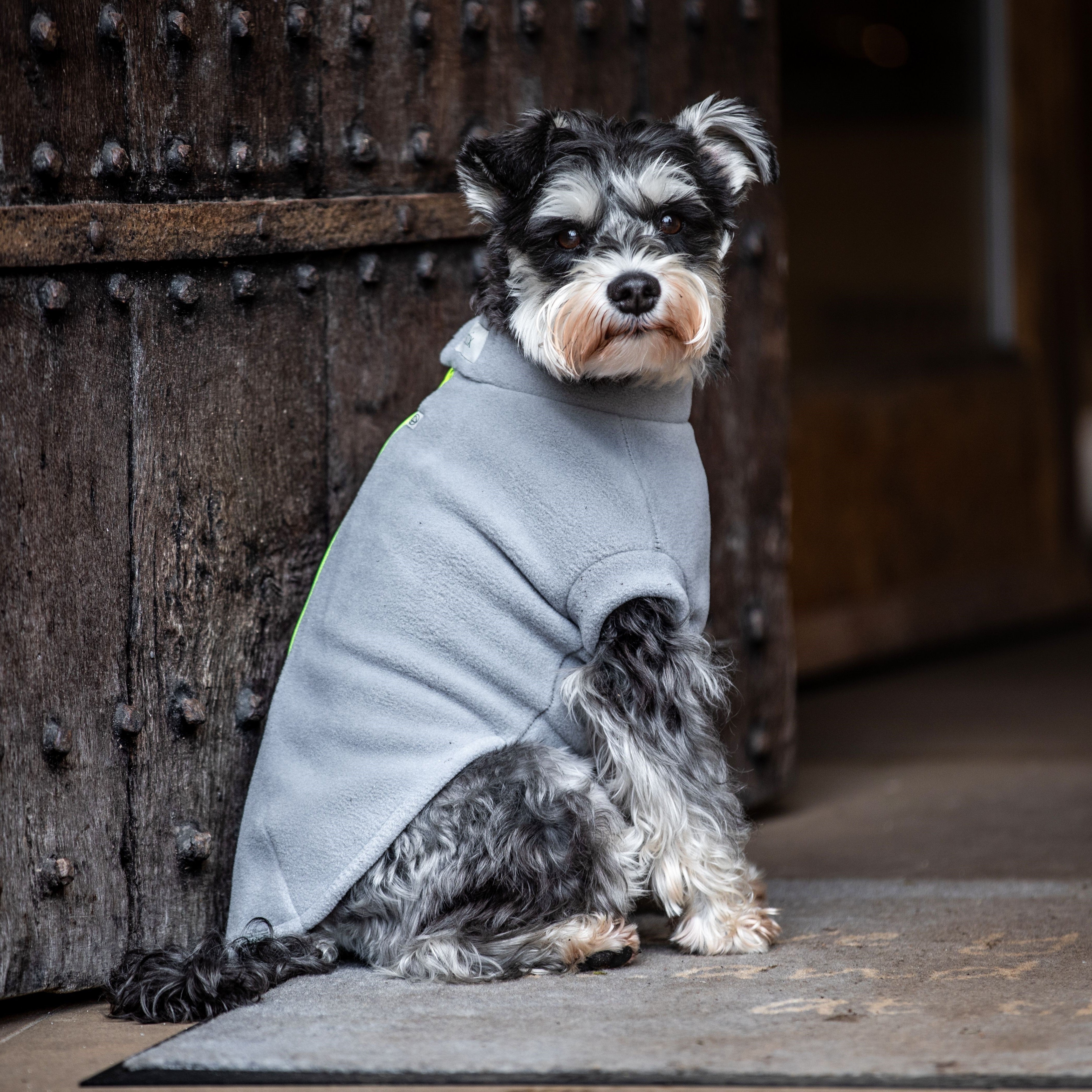 Miniature Schnauzer S – Light Grey – Orange – Stix & Co