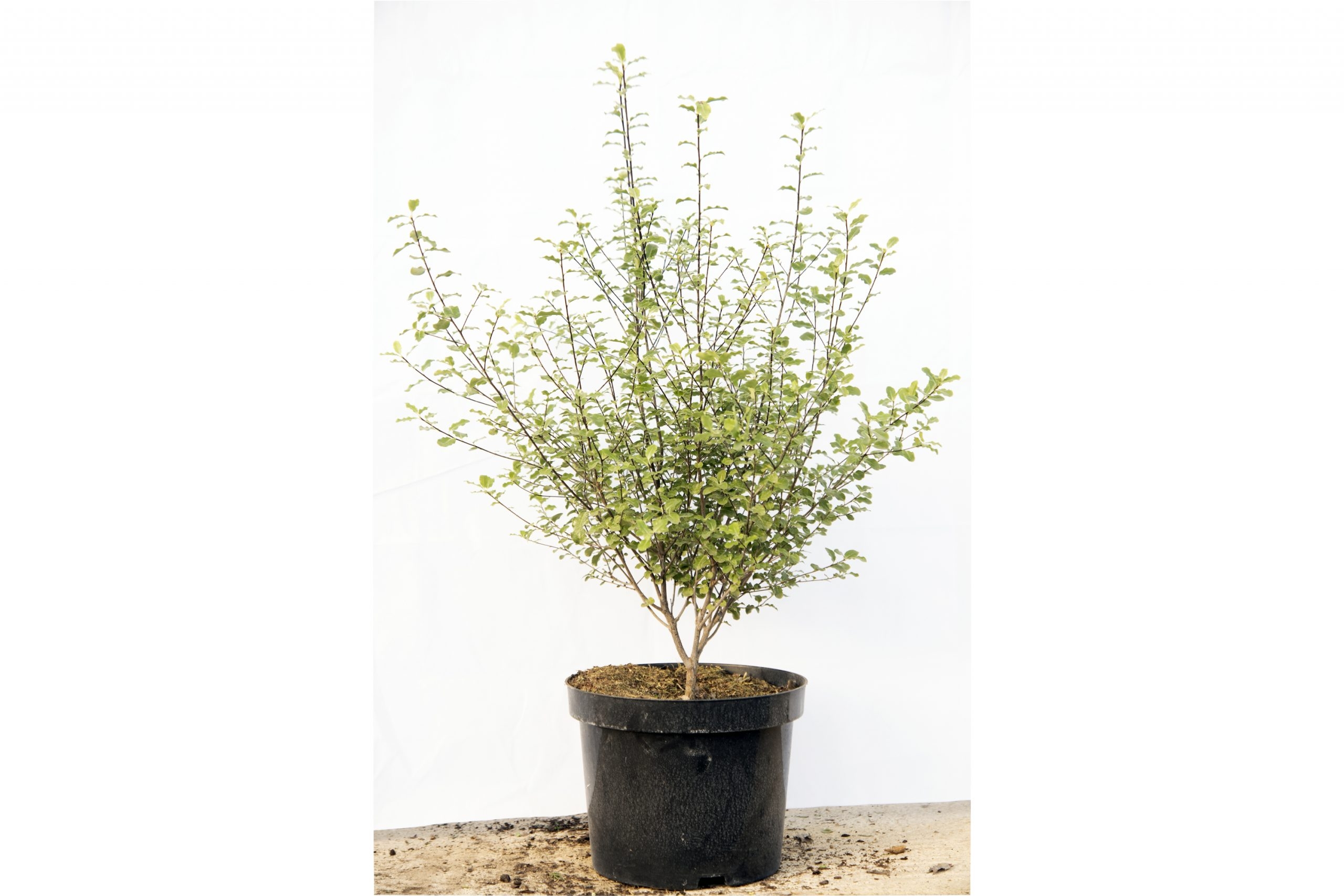 Pittosporum Tenuifolium Garnettii 60-90cm – Hedge Xpress