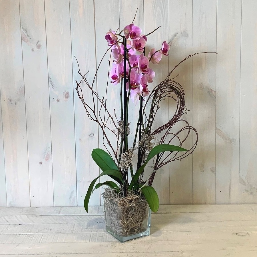 Phalaenopsis Orchid Plant in Purple – Blooming Amazing