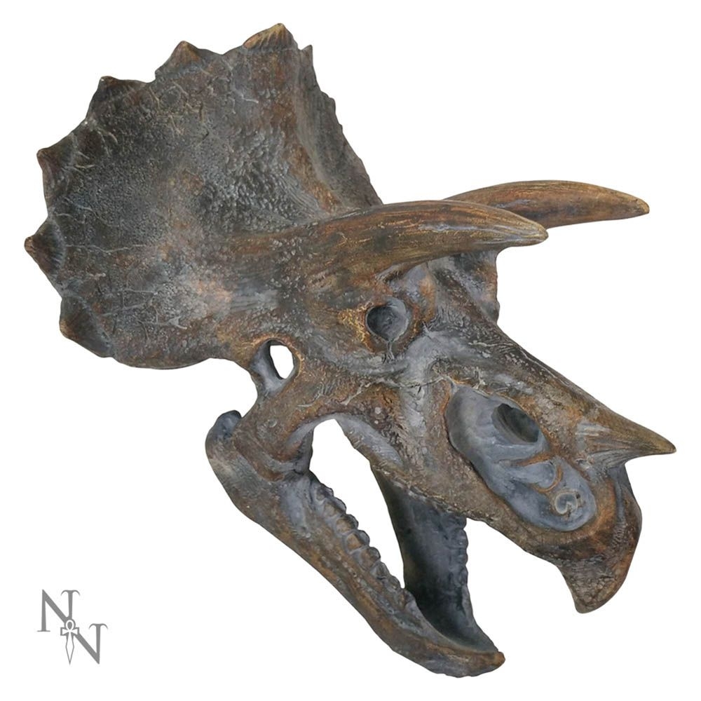 Triceratops Head – Planet Merch