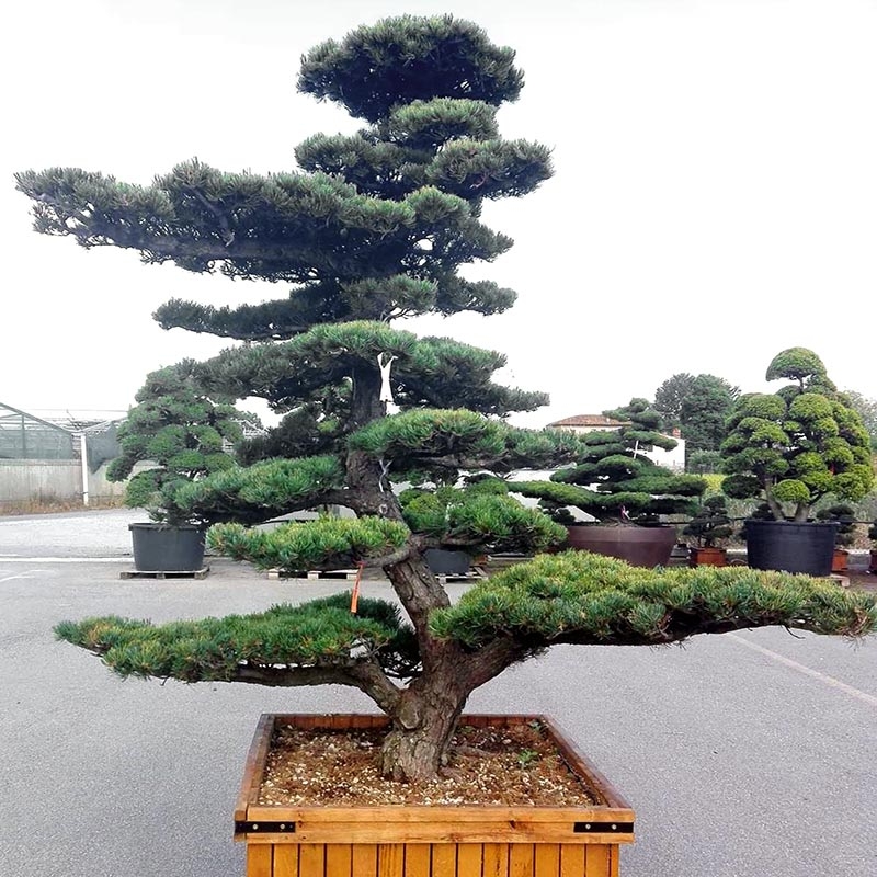 White Pine (Pinus Pentaphylla) Japanese Style