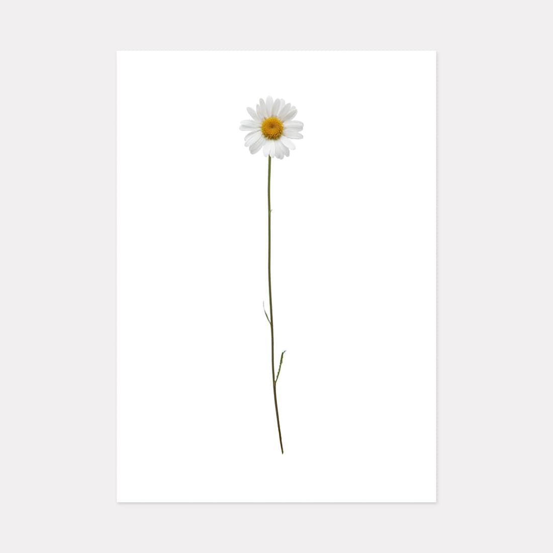 Alpine Flower Vii, Mountain Art Print, A2 (59.4cm x 42cm) unframed print – Powderhound