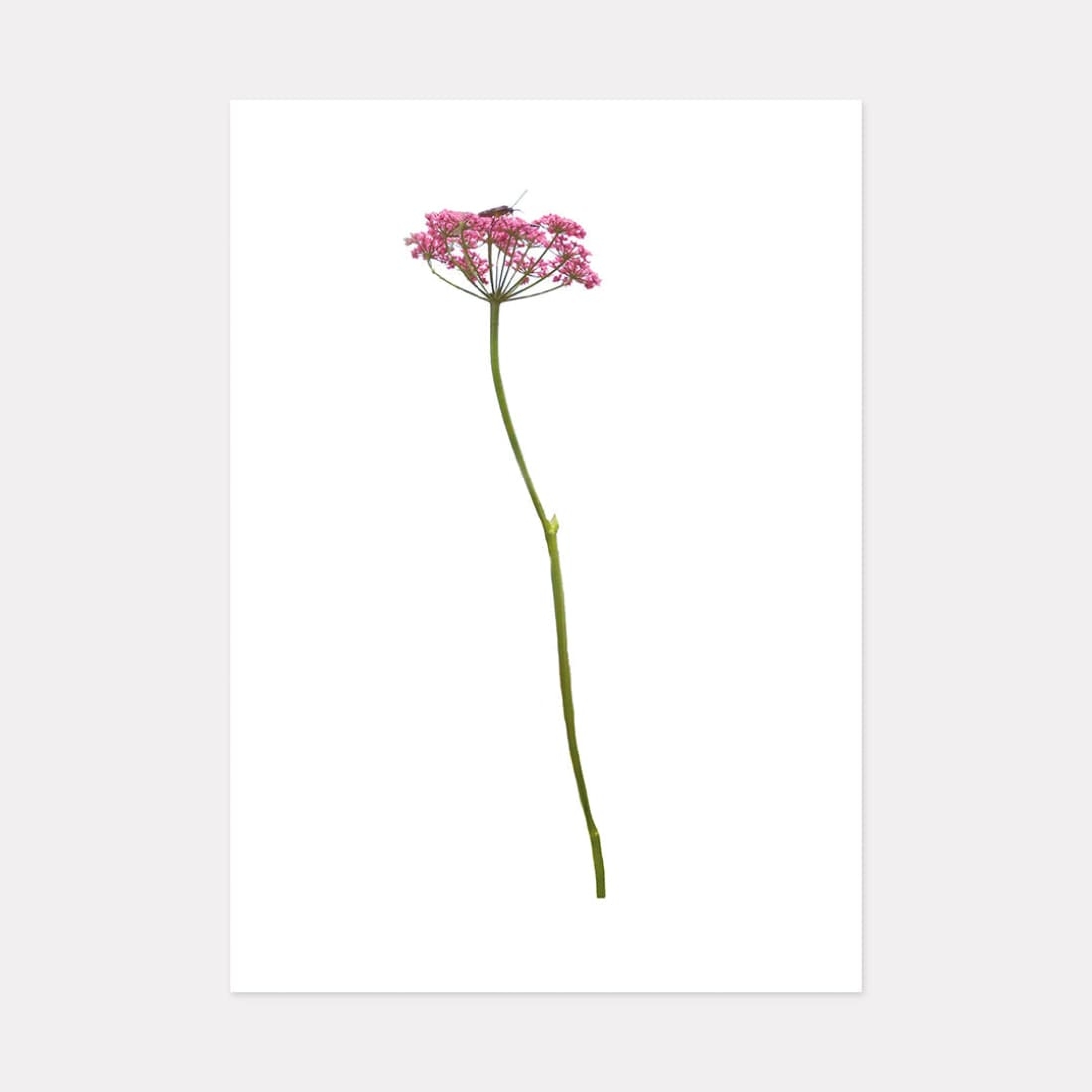 Alpine Flower Viii, Mountain Art Print, A2 (59.4cm x 42cm) unframed print – Powderhound