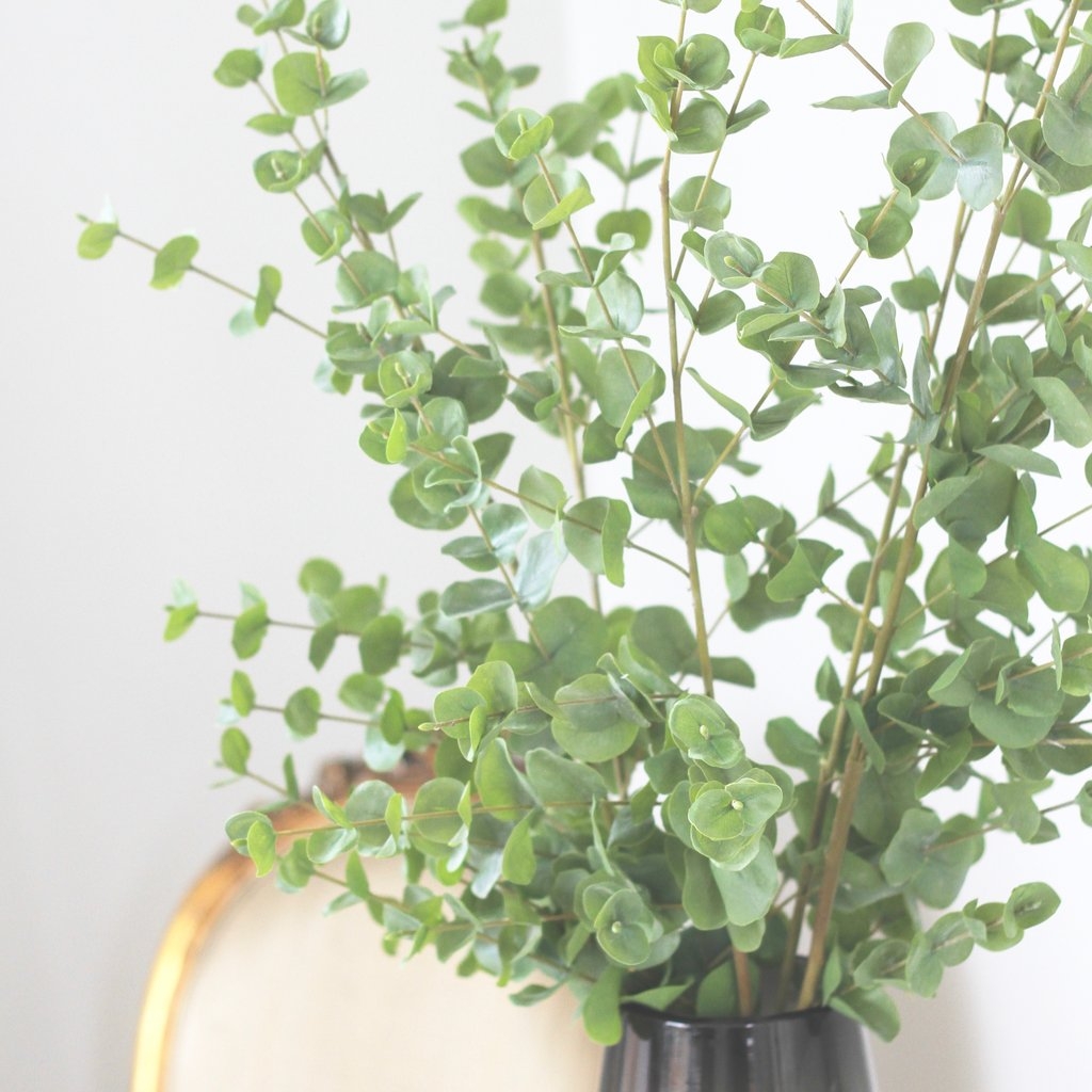 Green Tall Eucalyptus