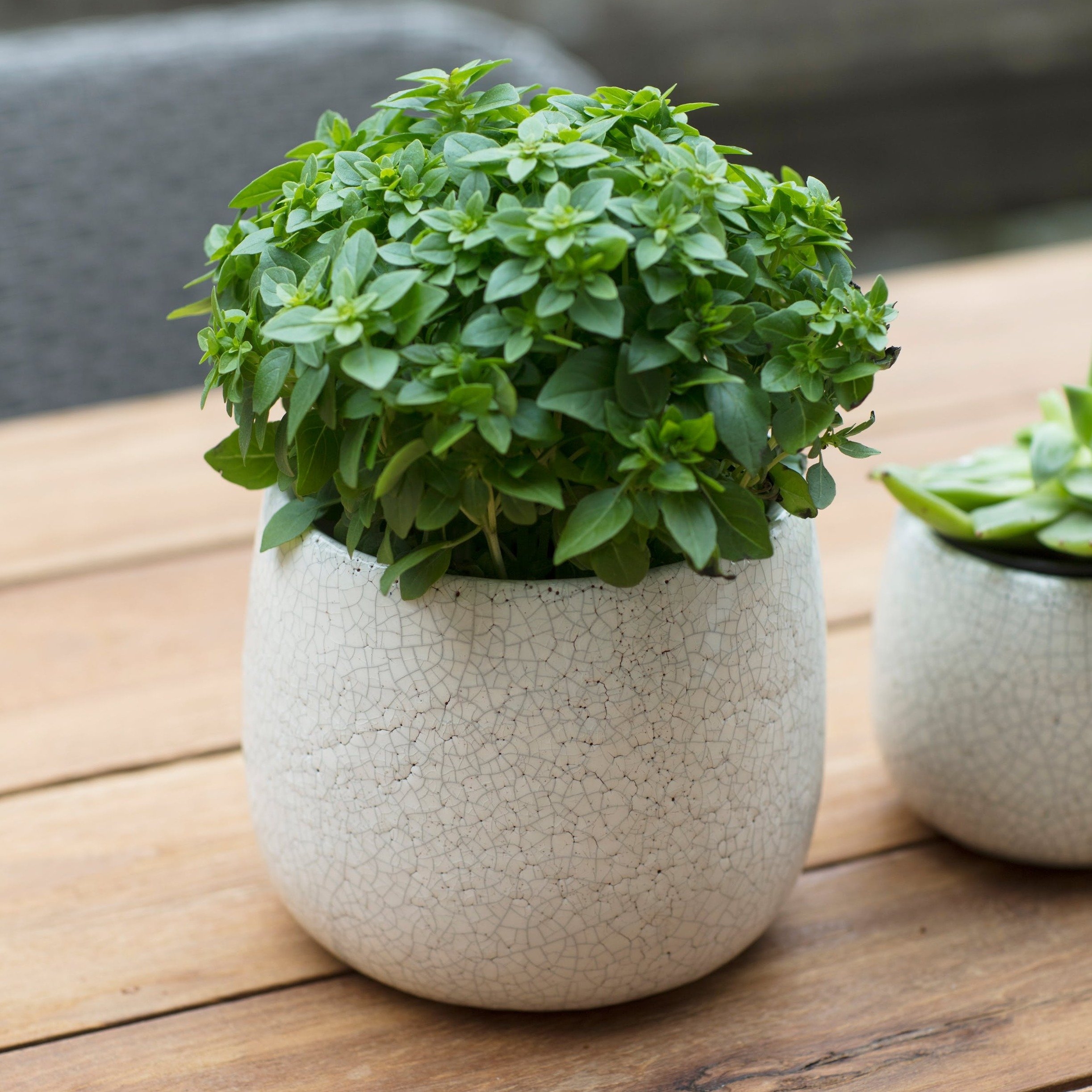 Ravello Ceramic Plant Pot – Garden Trading