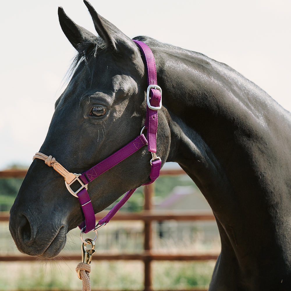 NEW Hybrid Headcollar “Lite”, Large / Jam – The Horse Education Company