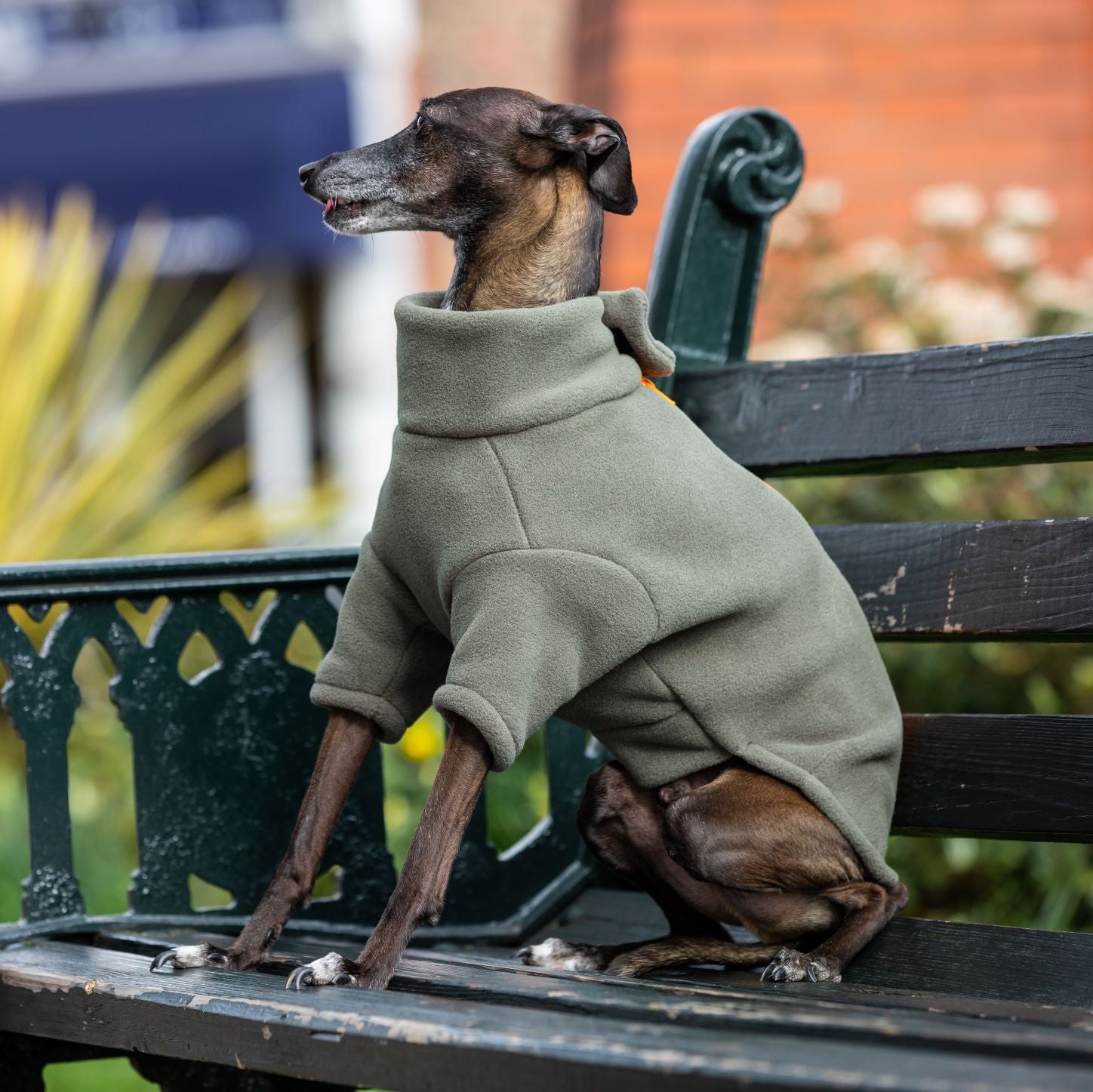 Italian Greyhound Dog Coat S – Burgundy – Orange – Stix & Co