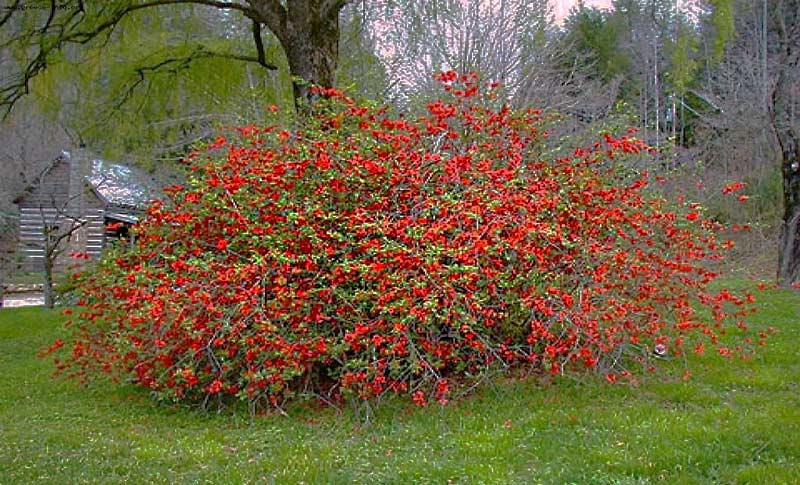 Chaenomeles superba Hollandia – Flowering quince