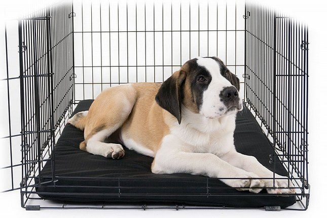Dog Doza Waterproof Crate Dog Mat – Black – 61 x 46 – Dog Beds – polyester – Saddlemasters Equestrian