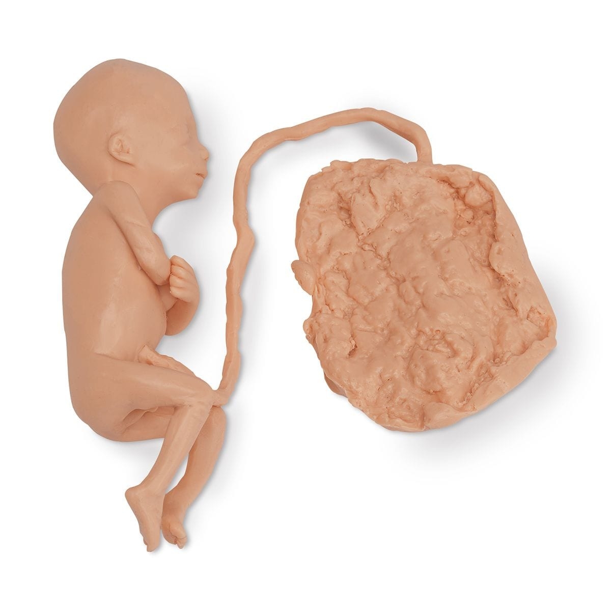 Foetus – 5 Month Male – Foetal replicas & Pregnancy simulator – Medical Teaching Equipment – Simulaids