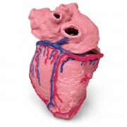 Human Heart model – Anatomical Models – Medical Teaching Equipment – Simulaids
