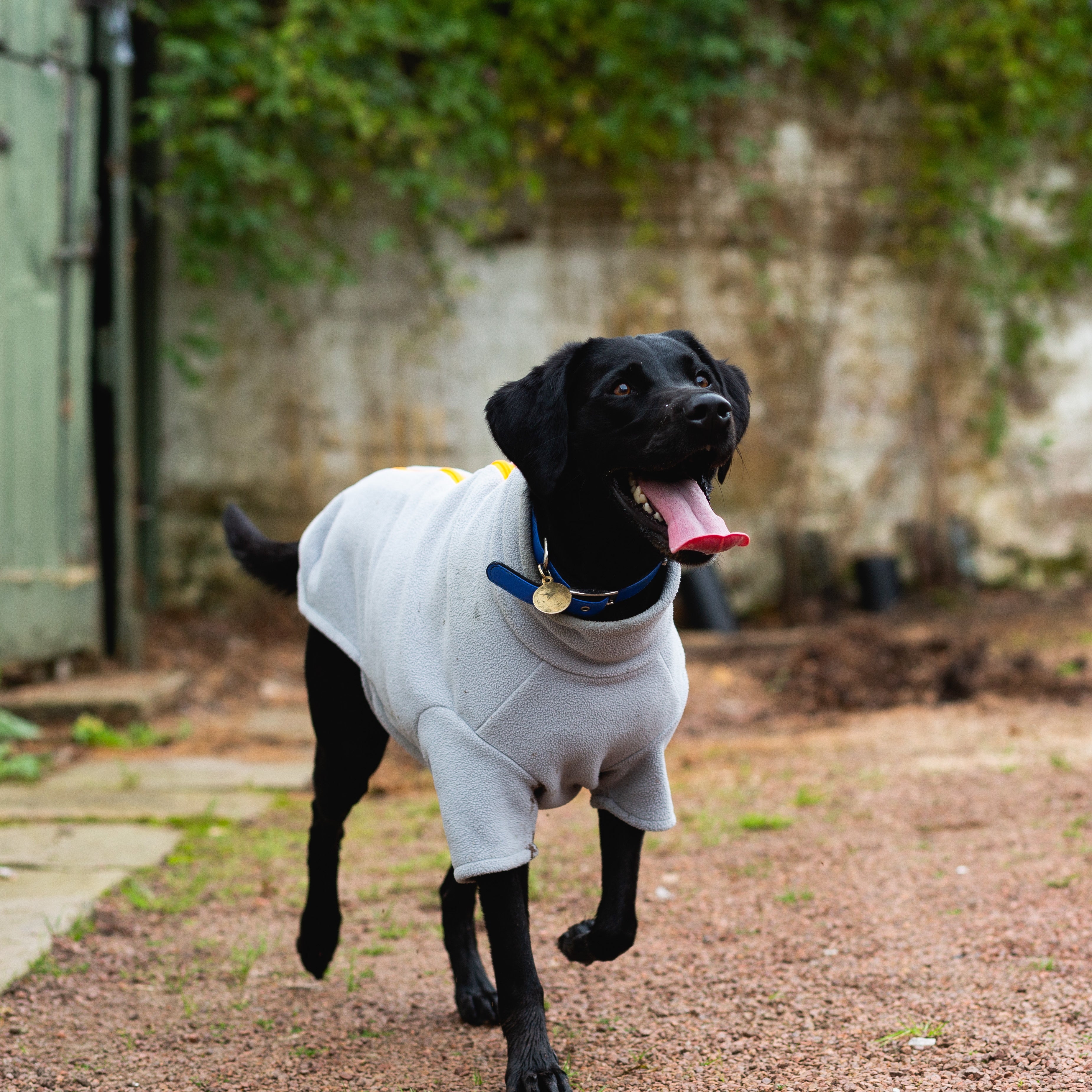 Dog Coats for Labradors – Dog Coats by Stix and Co. M – Charcoal – Orange