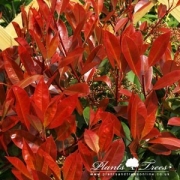 Photinia Serrulata Red Robin Tree – Christmas Berry – Half Standard