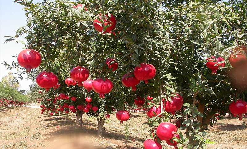 Punica Granatum – Pomegranate Tree