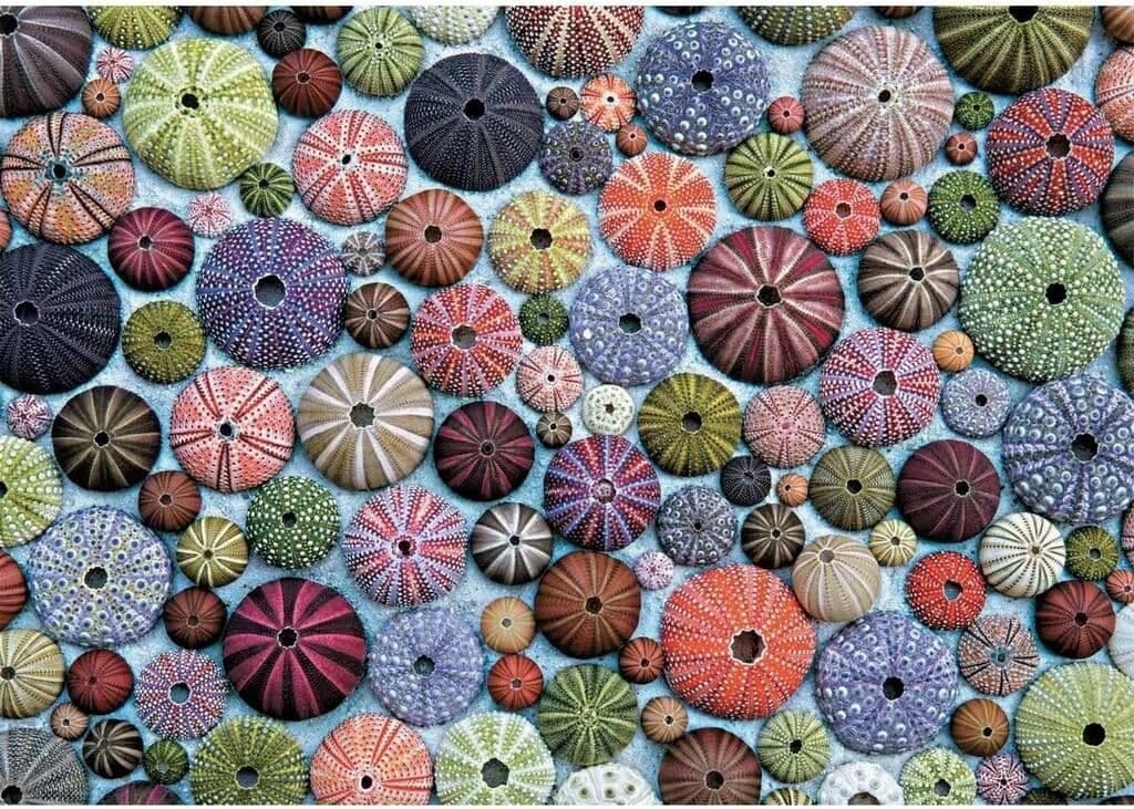 Jigsaw Puzzle Sea Urchins – 1000 Pieces – Piatnik – The Yorkshire Jigsaw Store
