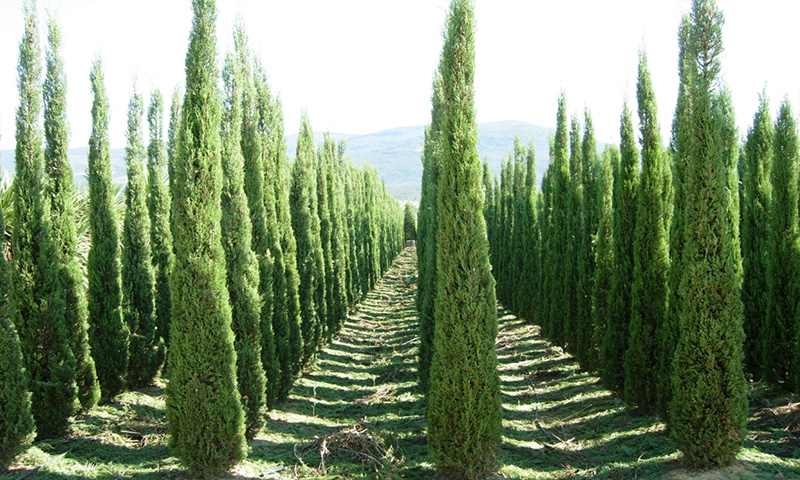 Totem Cypress (Cupressus Sempervirens Totem Pole)