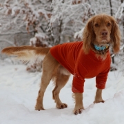 2 Leg Fleece Dog Suit L / Rust – Pawsome Suits