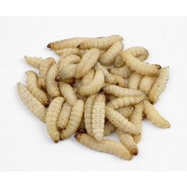 Vine House Farm – Waxworms-1 x tub – Wild Bird Food